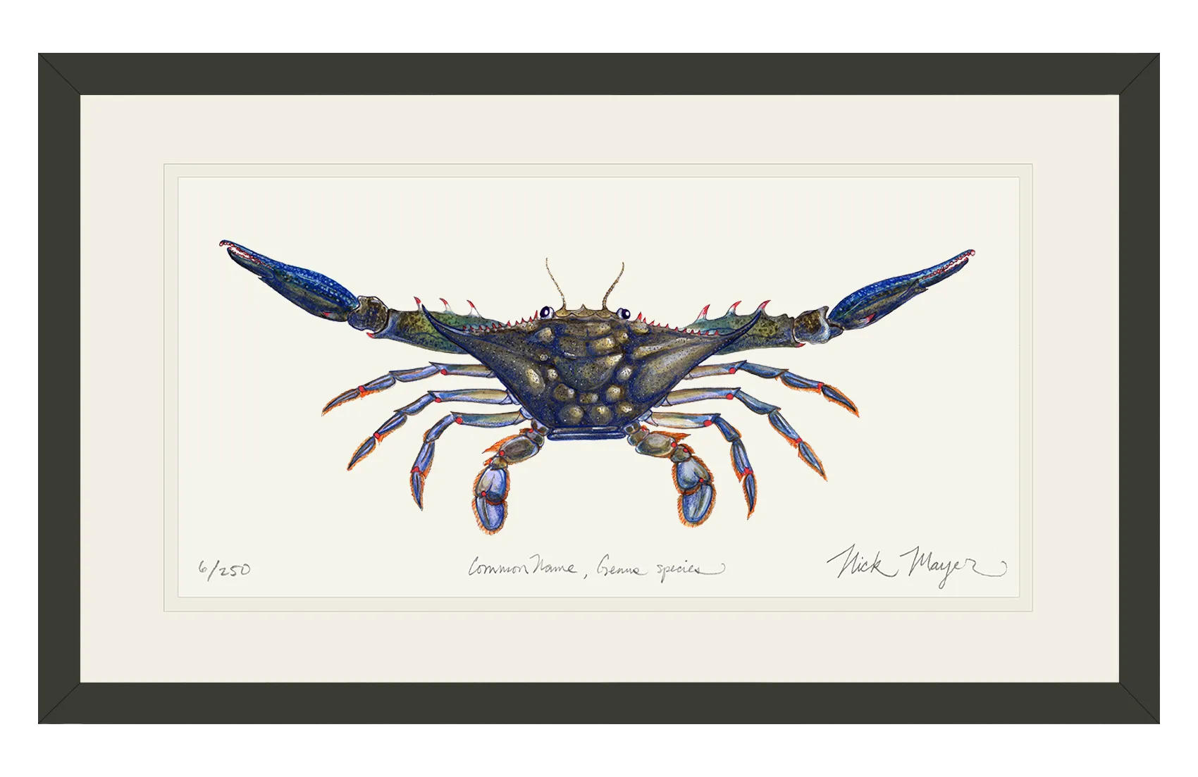 Blue Crab Claws Out Print